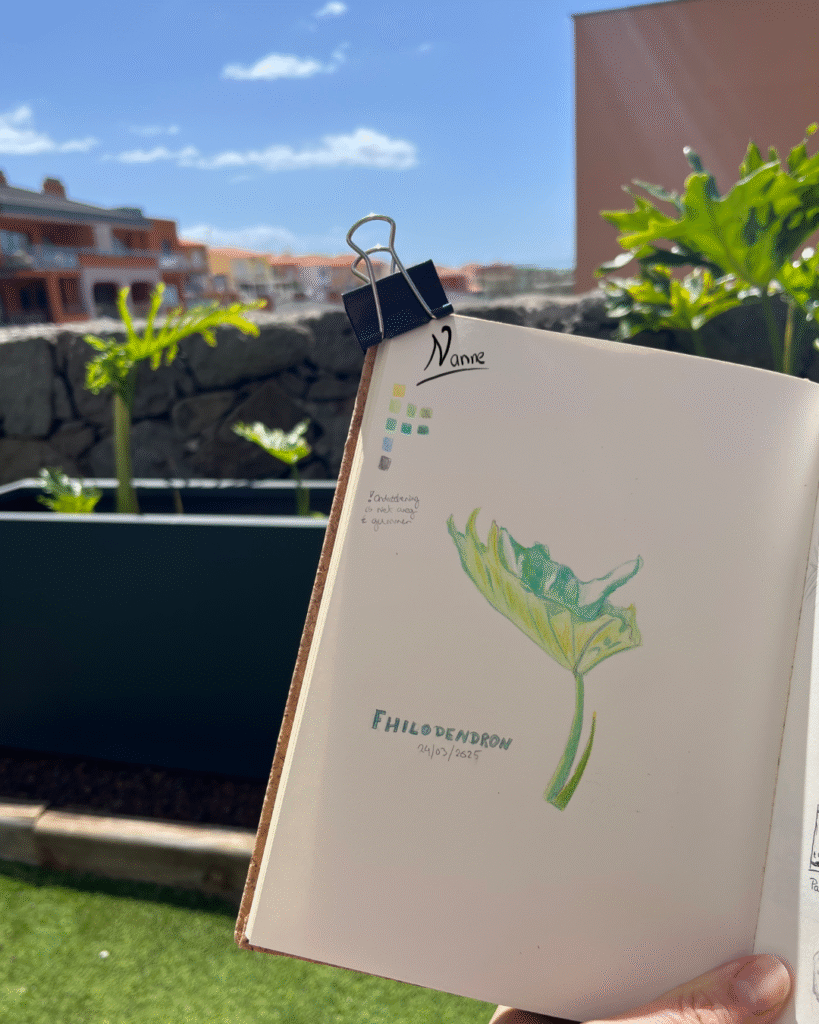 Sketch with colored pencils of a Philodendron.